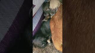 How dogs and puppies sleep in the fields ruralpets animalsShort [upl. by Reidar]