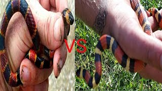 CORAL SNAKE VS KING SNAKE how to identify the difference [upl. by Deerdre850]