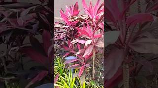 Cordyline Fruticosa Ti Plant🍂 shorts cordyline garden trending ytshorts bollywood song yt [upl. by Dijam]