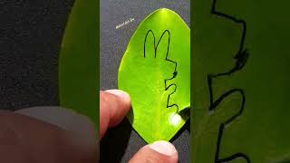 one line drawing of bunny rabbit on a leaf viral aramnabeel fypシ [upl. by Helyn]