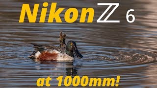 Nikon Z6 at 1000mm  Northern Shoveler amp Gadwall Ducks [upl. by Hodosh]