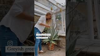 4 ways to identify edible Aloe aloevera aloeveragel homesteading smallfarm gardengirl [upl. by Firestone]