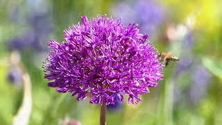 What3Plants 3  Camassia esculenta Allium Purple Sensation and Aquilegia vulgaris [upl. by Anor]