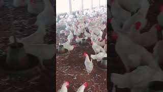 Politry Form Egg shortvideo farming rap beats egg [upl. by Criswell]