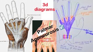 Palmar Aponeurosis and fibrous flexor sheath of finger simplified with 3d diagrams  Medical Medics [upl. by Eldin631]