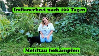 100 Tage Indianerbeet und Mehltau natürlich bekämpfen [upl. by Nahtanoj]