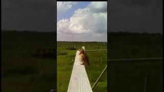 Common linnet Linaria cannabina singing redlistedbirds birds wildlife [upl. by Ateinotna]