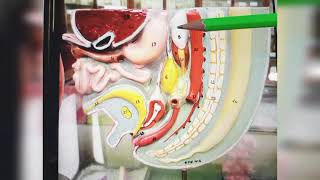 development of urogenital and digestive system organs during fetal life [upl. by Welker]