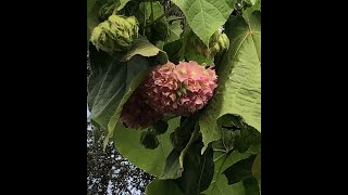 How do I prune my Pink Ball Tree Dombeya Wallichi [upl. by Gordy]