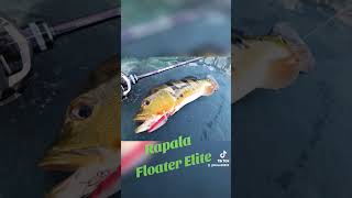 Rapala Floater Elite 85 [upl. by Aivartal]