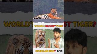 😯🤔World biggest tiger of India😧 [upl. by Yliah]