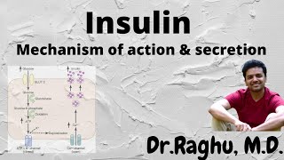 Insulin  mechanism of action and diabetes [upl. by Enyallij585]