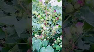 Pakistan top number one cotton variety fh333 ￼farming agriculture [upl. by Milissent]