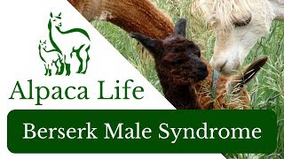 Berserk Male Syndrome  ALPACA LIFE [upl. by Berners]