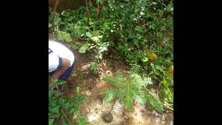 Planting a Katurumurunga Sesbania grandiflora plant provides shade for the earth [upl. by Aloz]