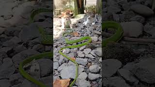 Snake vs cat undifferentiated fight snake shorts views [upl. by Gildas883]