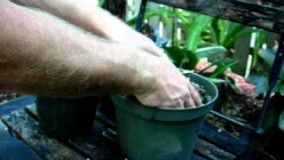 Make the ideal soil mixture for bromeliads [upl. by Langbehn]