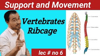 Vertebral column and Ribcage Anatomy lectureviralvideo [upl. by Giardap]