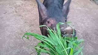 green feed bahut ache se khate h pig 🐖 Indian farmer [upl. by Matheson]