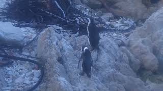 Stony Point Penguins South Africa exploreorg 20241023 [upl. by Derfiniw]