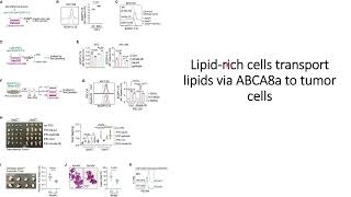 ABCA8a helps transport lipid from lipid laden CAF to SETD2deficient Pancreatic cancer Code 734 [upl. by Alakim]