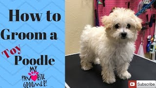 How to groom a Poodle puppy [upl. by Kerat28]