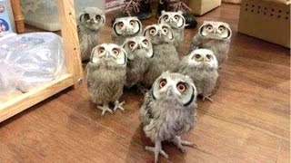 Owl  A Funny Owls And Cute Owls Compilation  NEW [upl. by Anoj815]