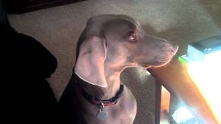 weimaraner chattering teeth for food [upl. by Aliakim]