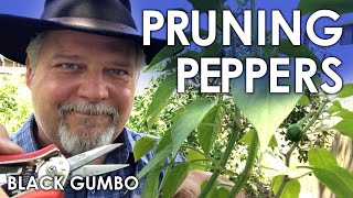 Pruning Pepper Seedlings for Maximum Production 20  Black Gumbo [upl. by Hendrickson]