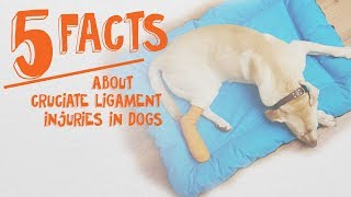 5 Things Dog Owners Need to Know About Cruciate Ligaments [upl. by Osana451]