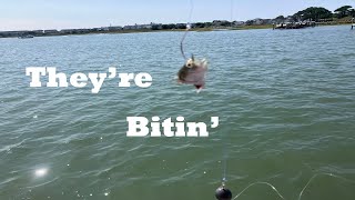 Pontoon Boat Flounder Fishing fishing [upl. by Urbanna]