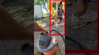 Vacuum vs Wasps How to Relocate a Deadly Nest insects wasps [upl. by Lotsyrk]