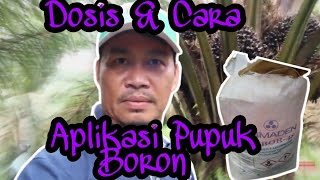 DOSIS DAN CARA APLIKASI PUPUK BORAK UNTUK SAWIT UMUR 5 TAHUNAN [upl. by Alebasi]