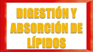 DIGESTIÓN Y ABSORCIÓN DE LÍPIDOS [upl. by Erdei]