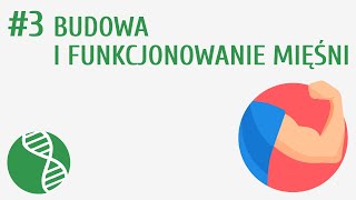 Budowa i funkcjonowanie mięśni 3  Układ ruchu [upl. by Adnoloy528]