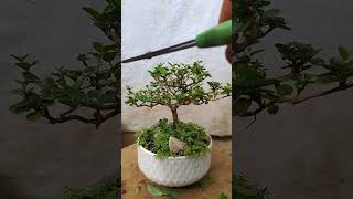 bonsaiexoticpets indoorbonsai bonsaitree bonsaiideas indoorplants [upl. by Isaacs]