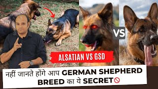 German Shepherd or Alsatian  Is There Any Difference By Baadal Bhandaari [upl. by Enelak]