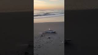 First catch of the day A bonnethead shark at Melbourne Beach on 040124 tight lines [upl. by Subocaj]