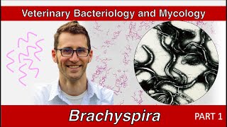 Brachyspira and Lawsonia Part 1  Veterinary Bacteriology and Mycology [upl. by Vevay]