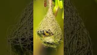 😱😱Penduline Bird facts amazingfacts animals factsinhindi birds science sciencefacts [upl. by Rudyard269]