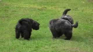 bouvier des flandres puppies [upl. by Sneed]