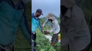 Harvesting Asian Giant Hornets nest ₹10000 per Kg larvae yummy hornets larvae 100 protein [upl. by Louisa]