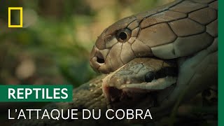 Un cobra engloutit un serpentratier de 3 mètres [upl. by Ferguson136]