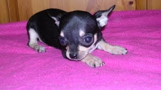 TINY CHIHUAHUA PUPPY HOWLING [upl. by Christan]