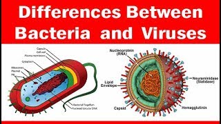 Viruses vs Bacteria  Whats The Difference [upl. by Nitsyrk]