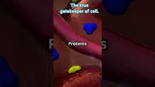 Ultrastructure of cell membrane Fluid mosaic model summarised within a minute education shorts [upl. by Raseda]