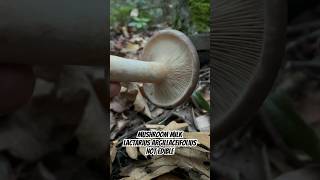 Mushroom Milk ASMR Lactarius argillaceifolius Not edible [upl. by Llarret753]