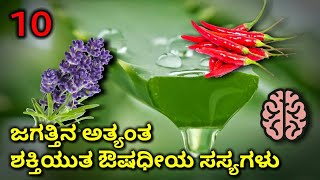 10 Powerful Medicinal Plants  ಹತ್ತು ಅತ್ಯಂತ ಶಕ್ತಿಯುತ ಔಷಧೀಯ ಸಸ್ಯಗಳು  Info Mind Kannada [upl. by Assillam]