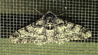 Peppered Moth Geometridae Biston betularia [upl. by Scrogan]