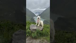 Best memories from Zell am See  Kaprun 🇦🇹😍 zellamseekaprun zellamseekaprun travel samoyed [upl. by Wavell]